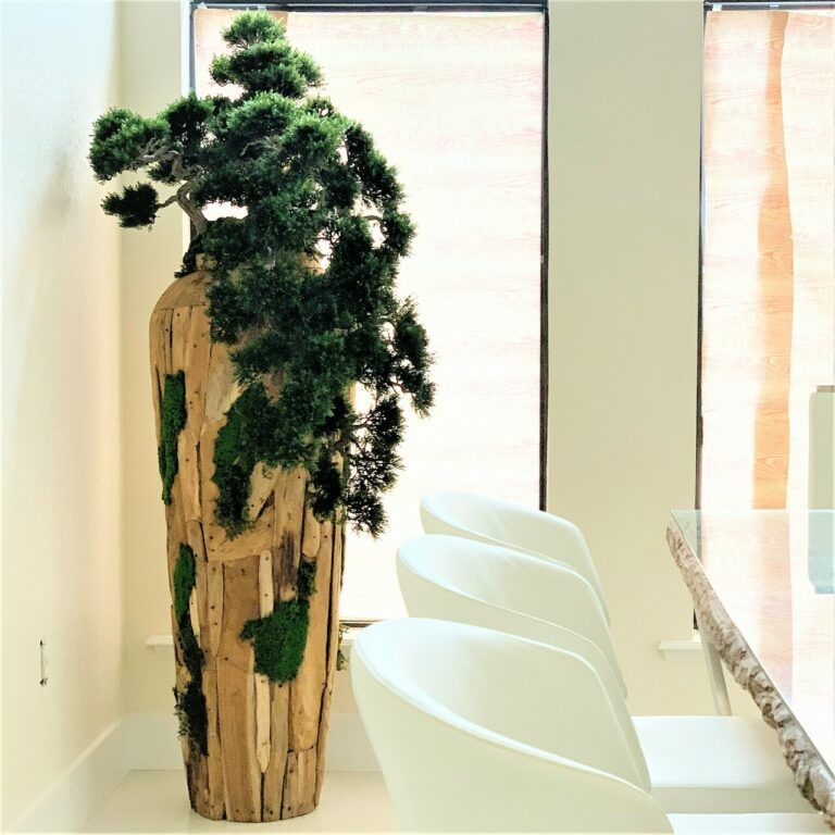 Extra large trailing Bonsai in a one of a kind teak planter_0