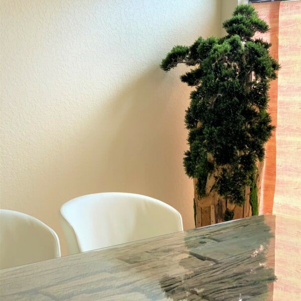 Extra large trailing Bonsai in a one of a kind teak planter_3