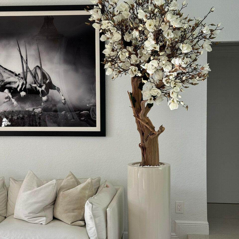 7ft magnolia tree in a glossy St Tropez planter _5