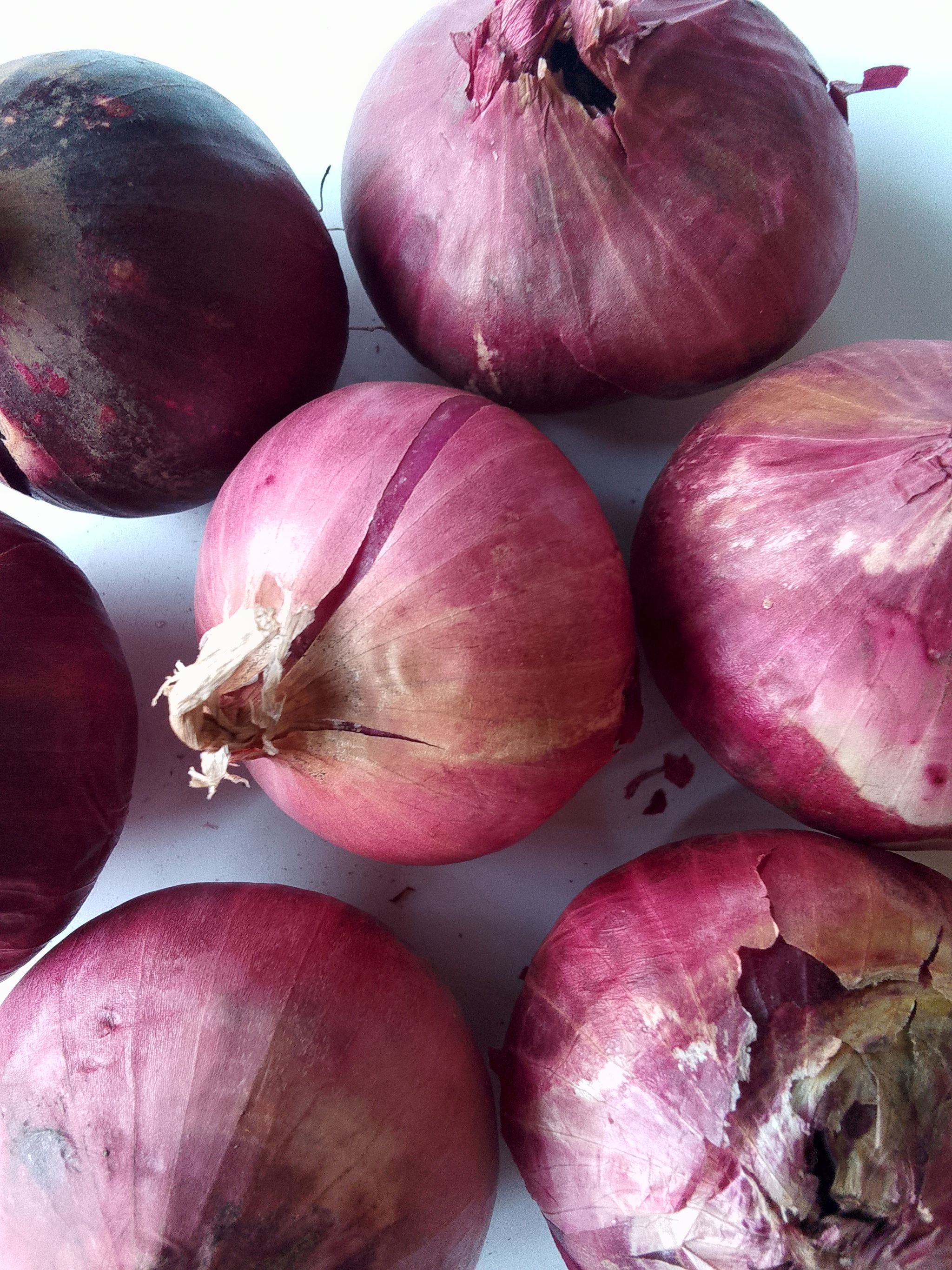 Onions_0