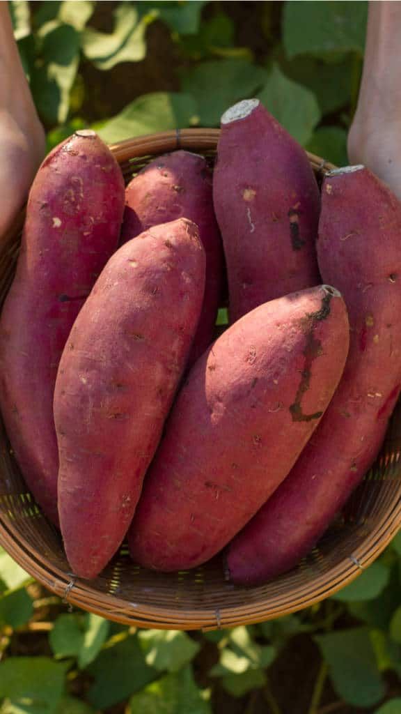 Sweet potato 500g_0