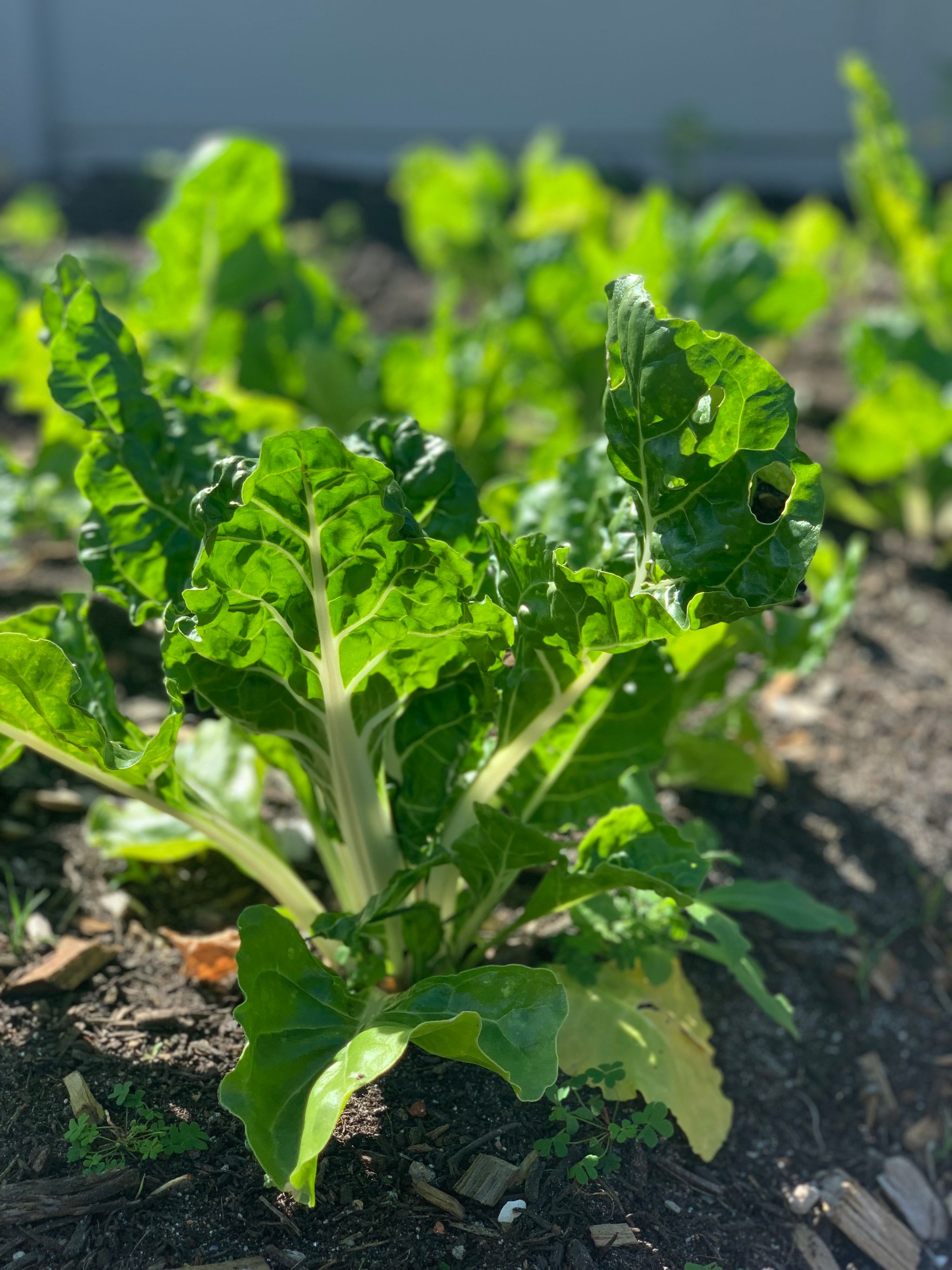 Freshly Harvested Spinach_1