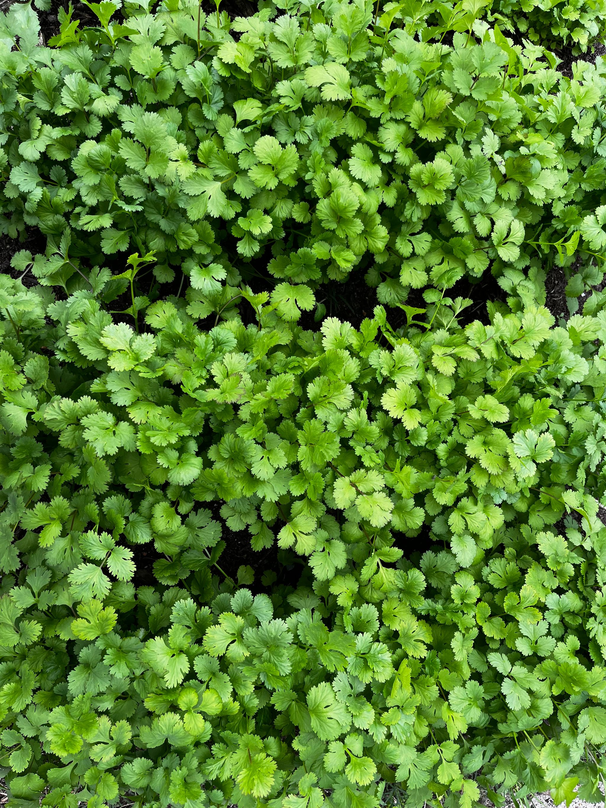 Freshly Harvested Coriander _2