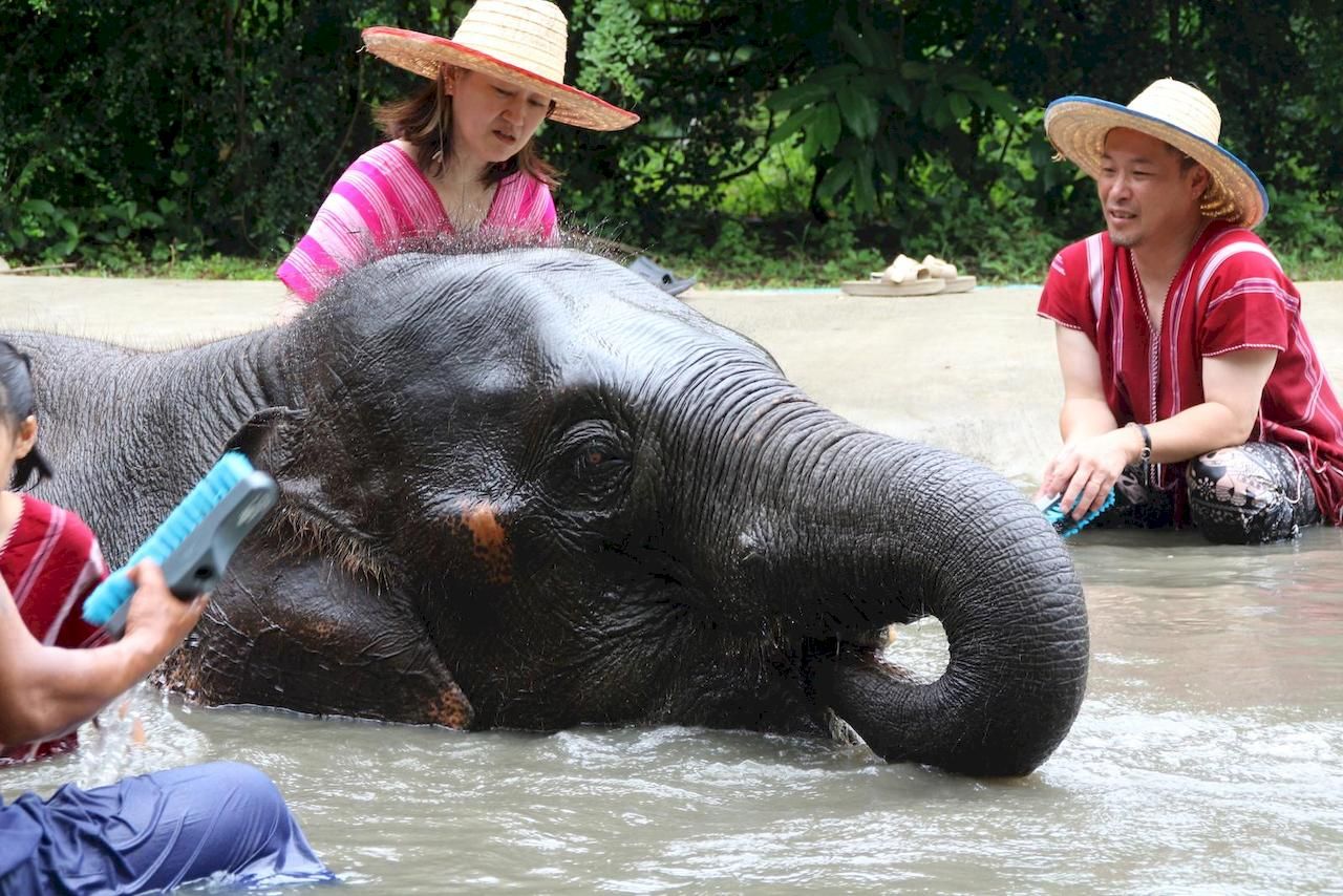 Half-day Bangkok Elephant Park 🐘 [adult]_8