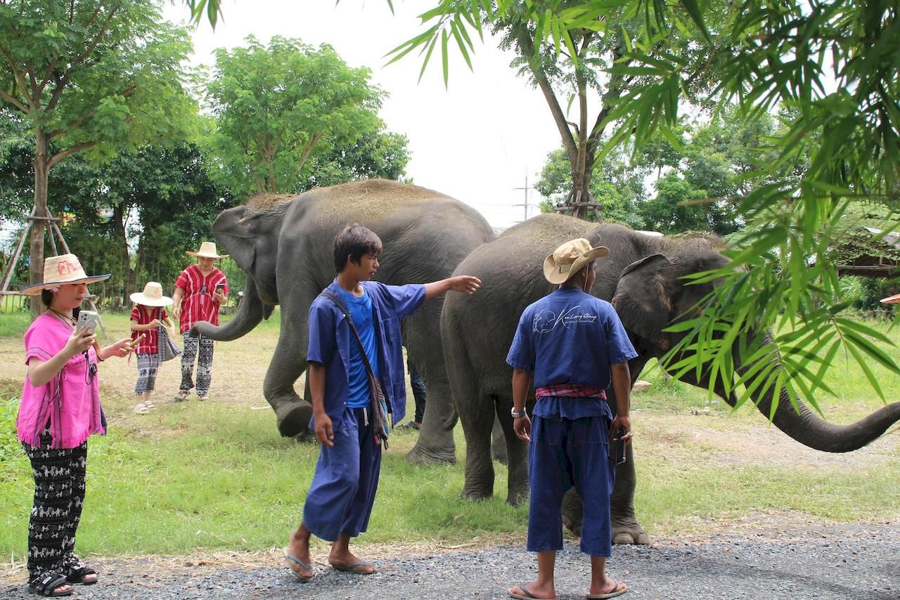 Half-day Bangkok Elephant Park 🐘 [adult]_6