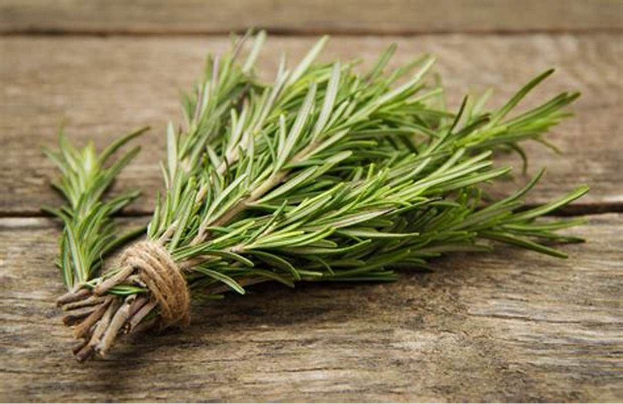 Romarin / Rosemary_0