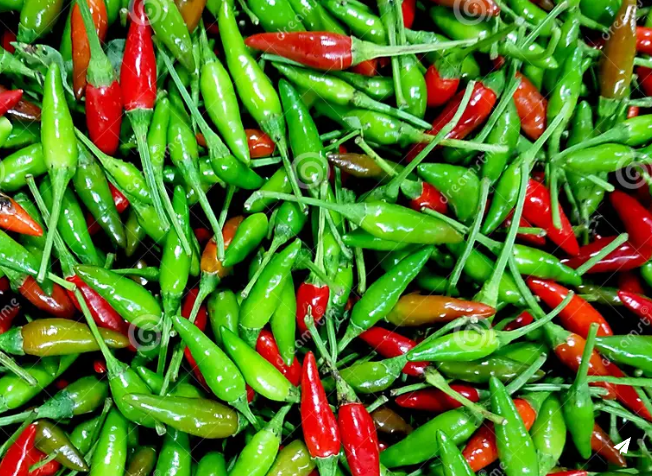 Petit piment / Small chilli_0