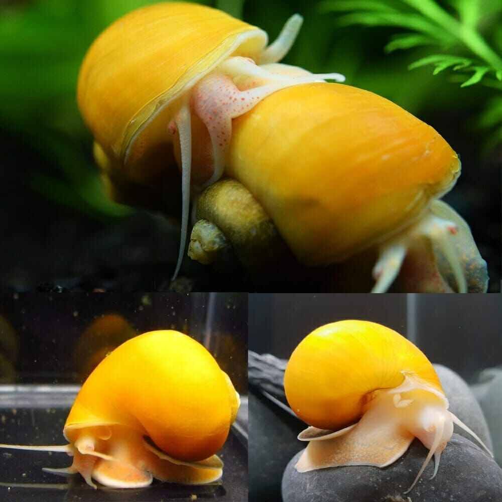 Golden Apples Snail_0