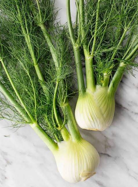 Fennel Bulb_0