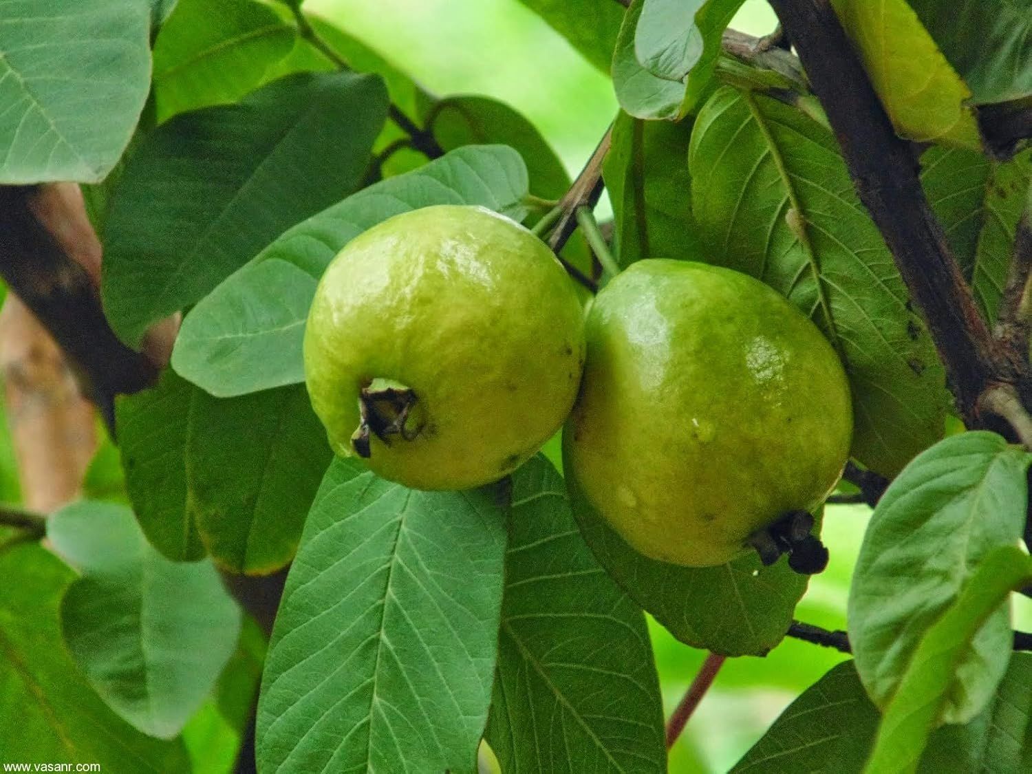 Organic Fresh Guava_1