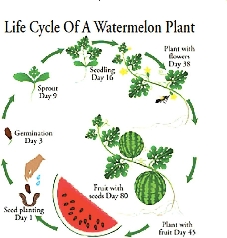 Organic Fresh Watermelon_5