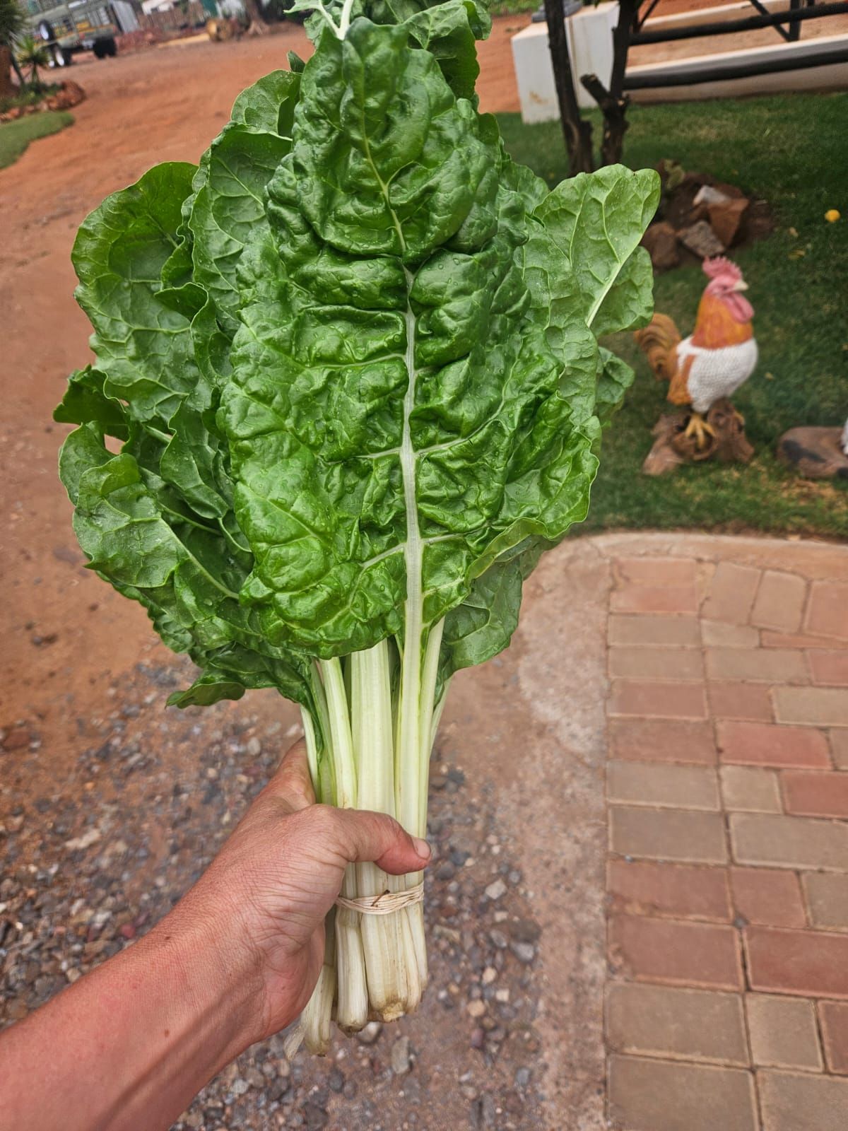 Bunch of organic spinach_0