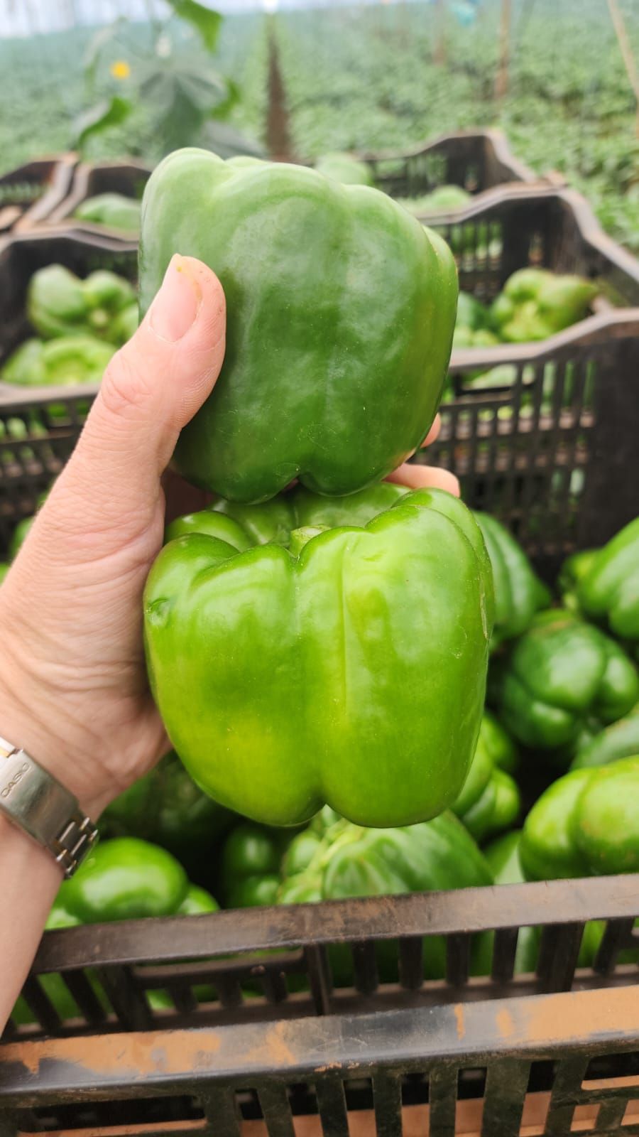 2 X GREEN PEPPERS_0