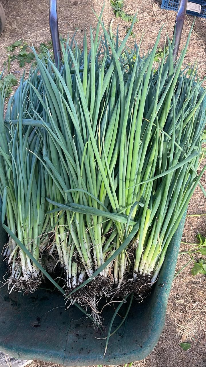 100g Spring onion_0