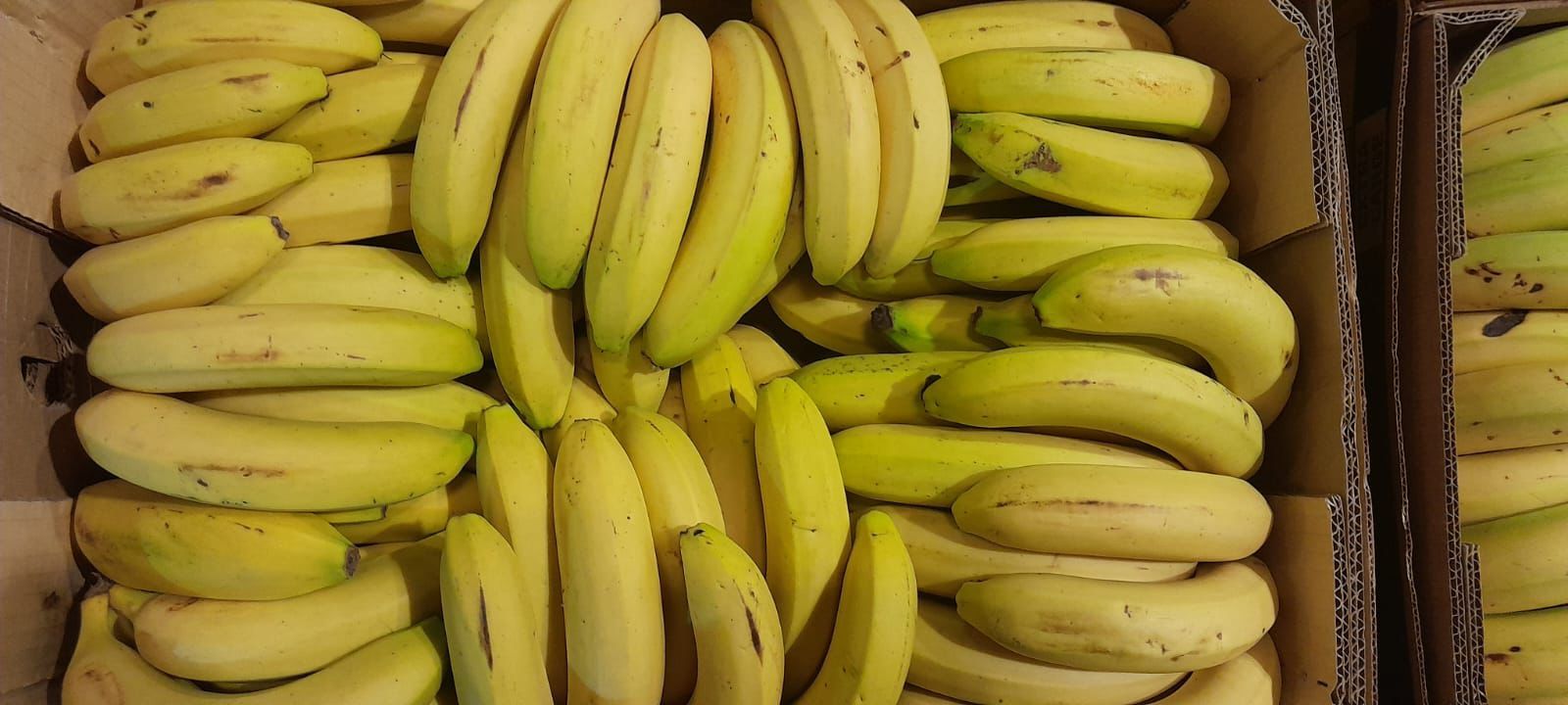 1.2kg bananas_0