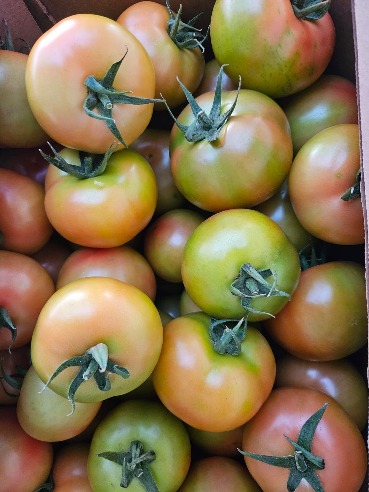 Tomatoes 1kg_0