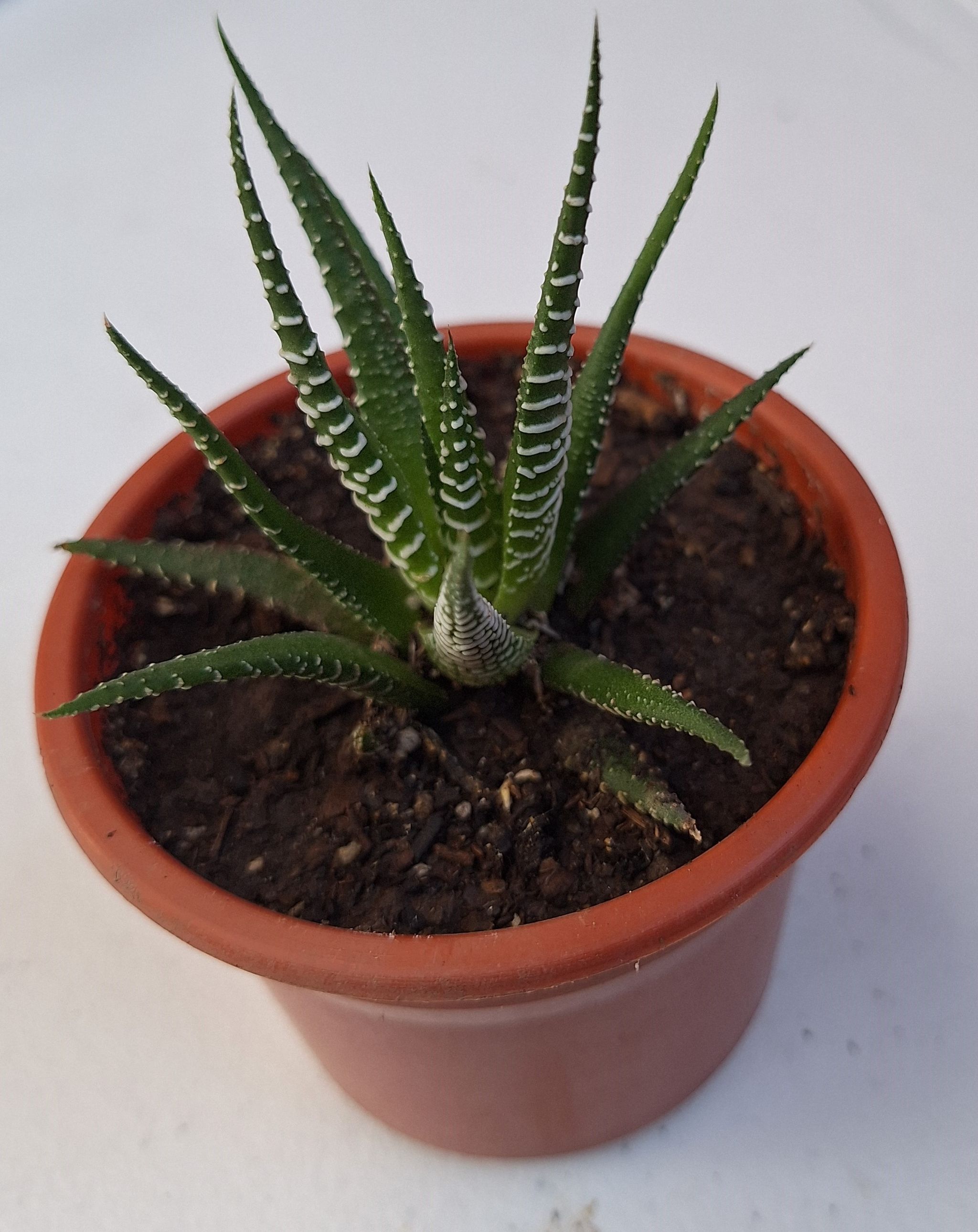 Planta Cebra/Haworthia pequeña_0