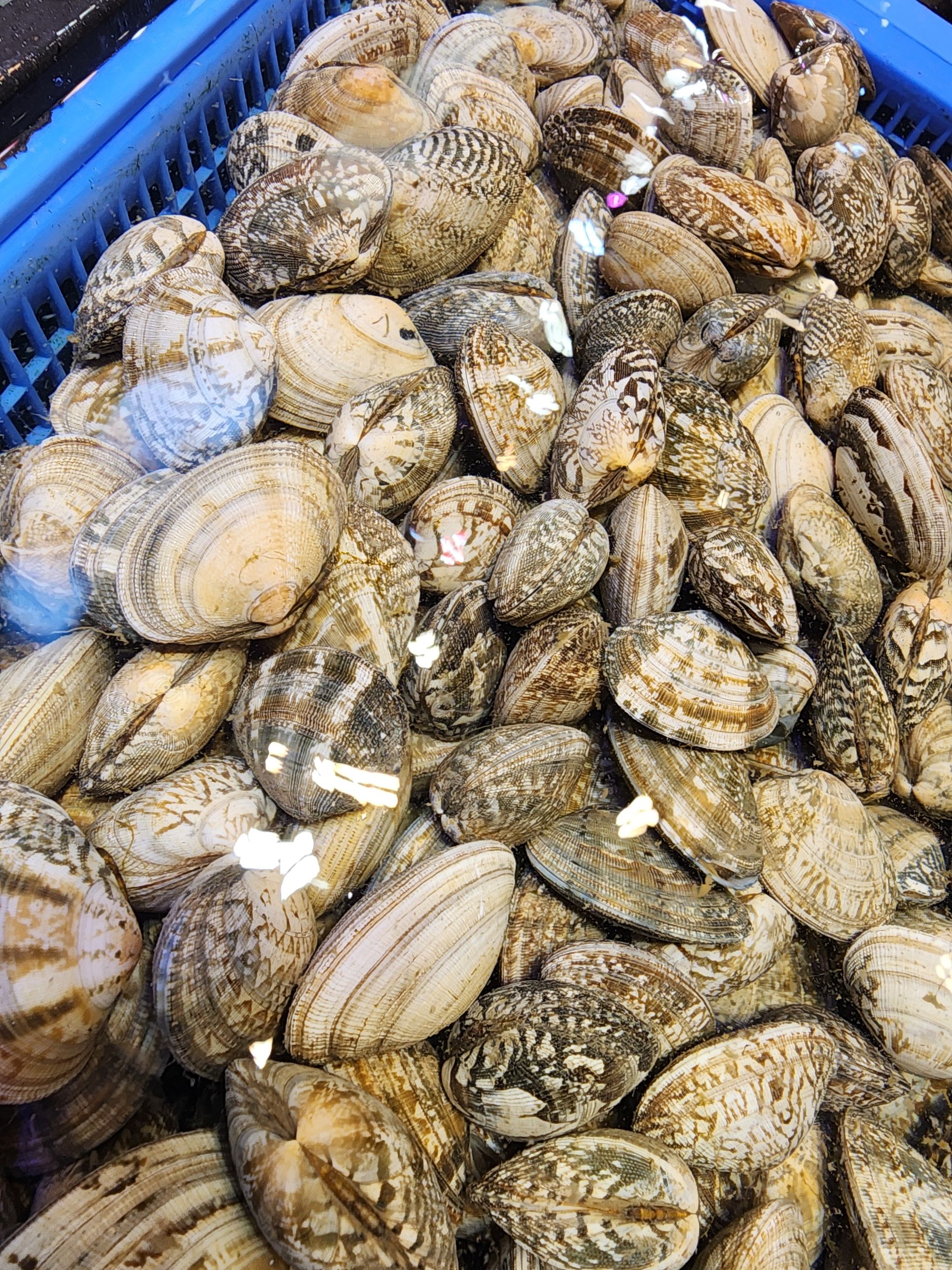 沙蜆🐚(1斤)_0