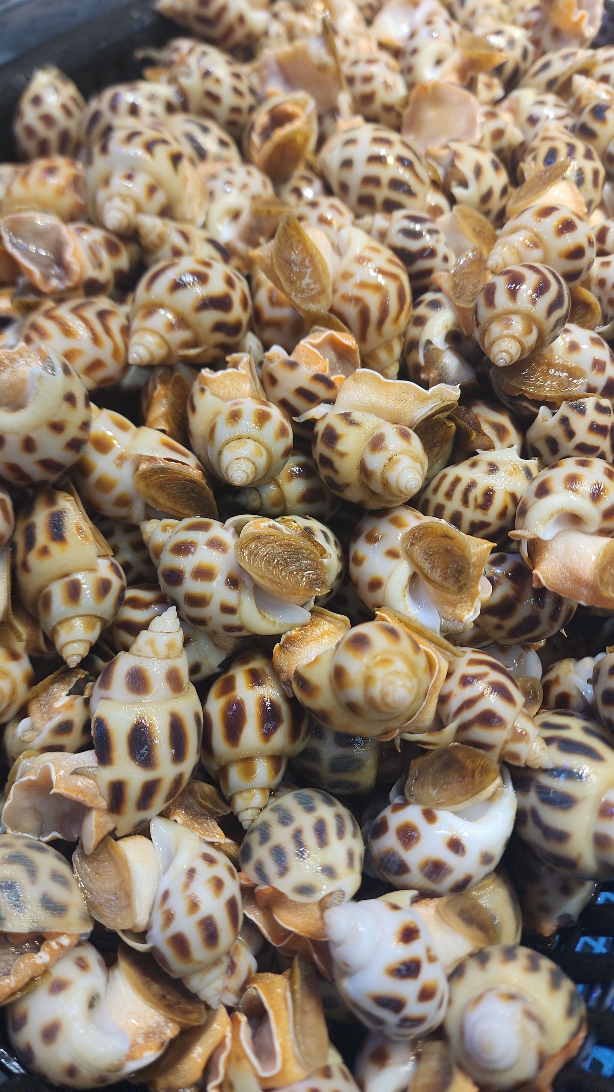 花螺🐚（Normal Size）（半斤）（約28~30粒）_0