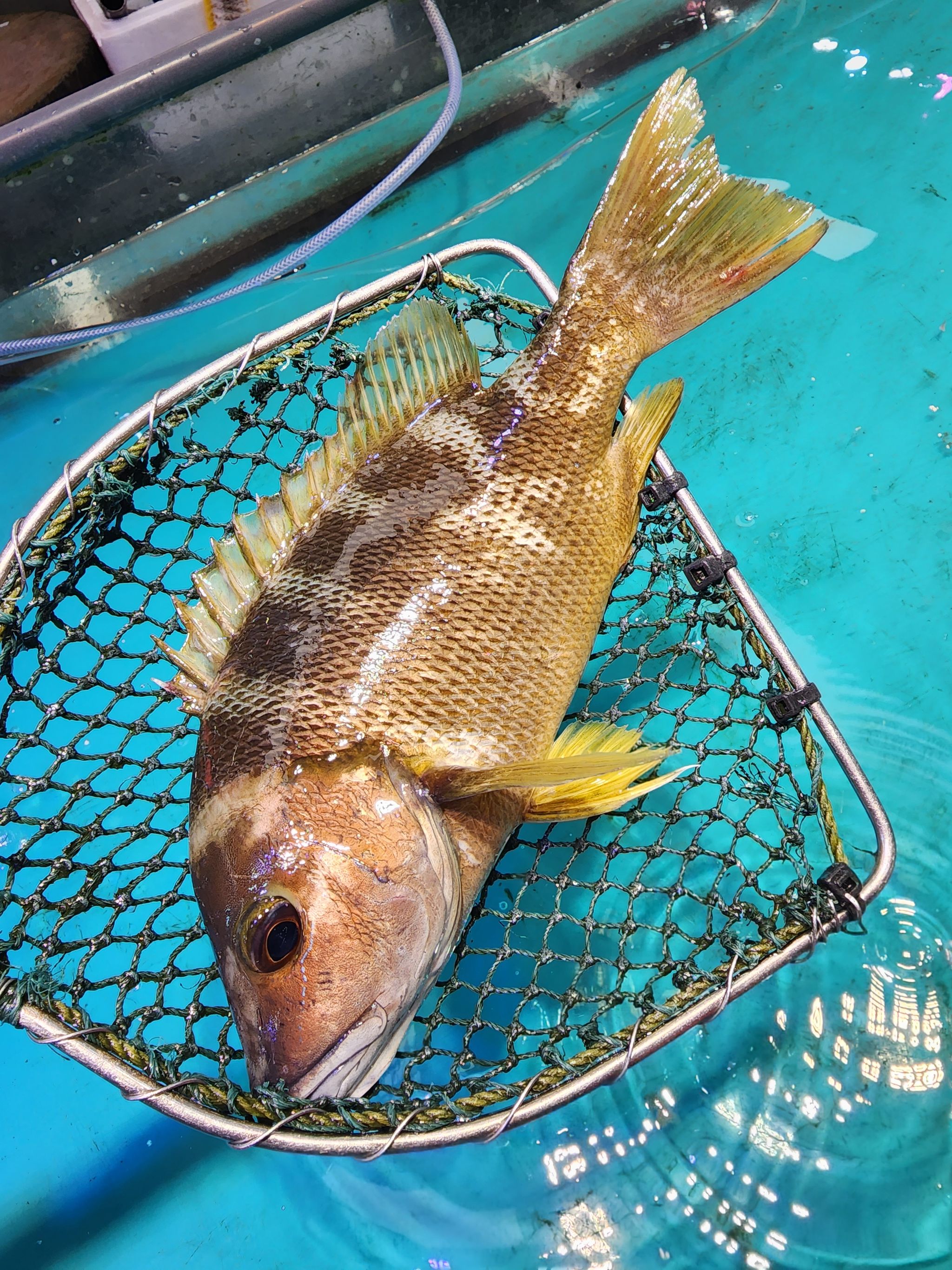 游水黃油石蚌🐟（約13-14兩）(條)_0