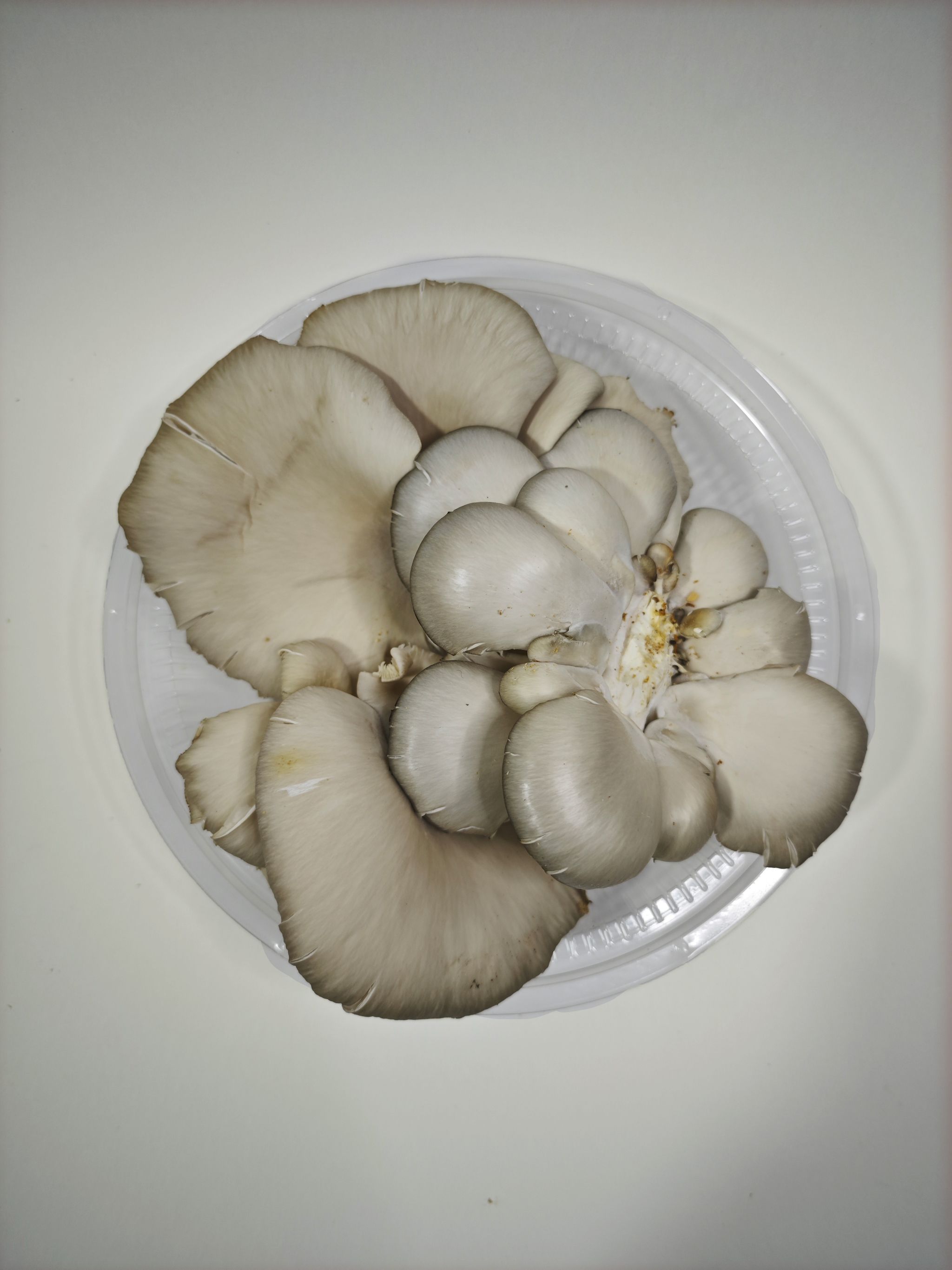 Blue Oyster Mushroom_2