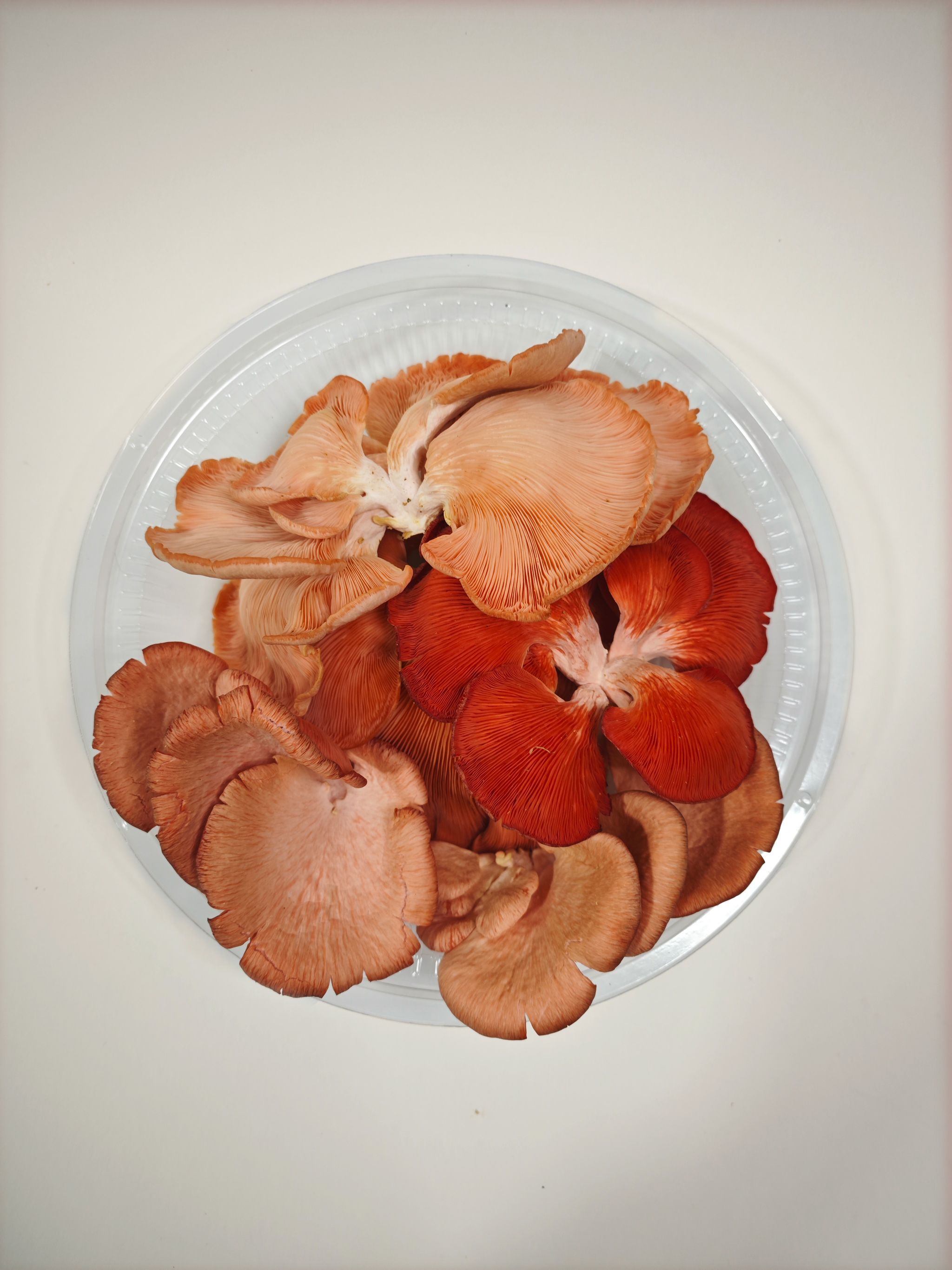 Pink Oyster Mushroom_2