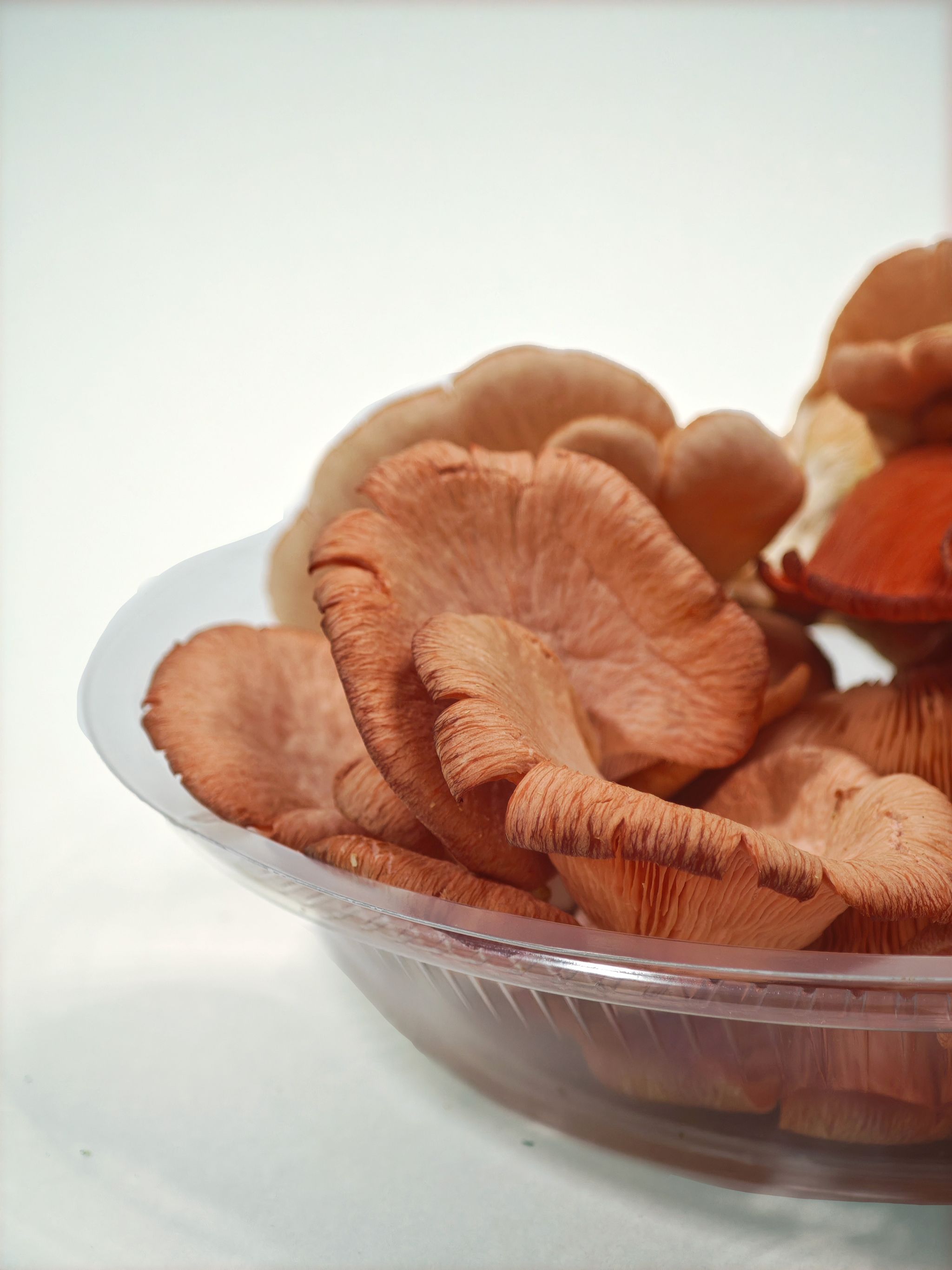 Pink Oyster Mushroom_3