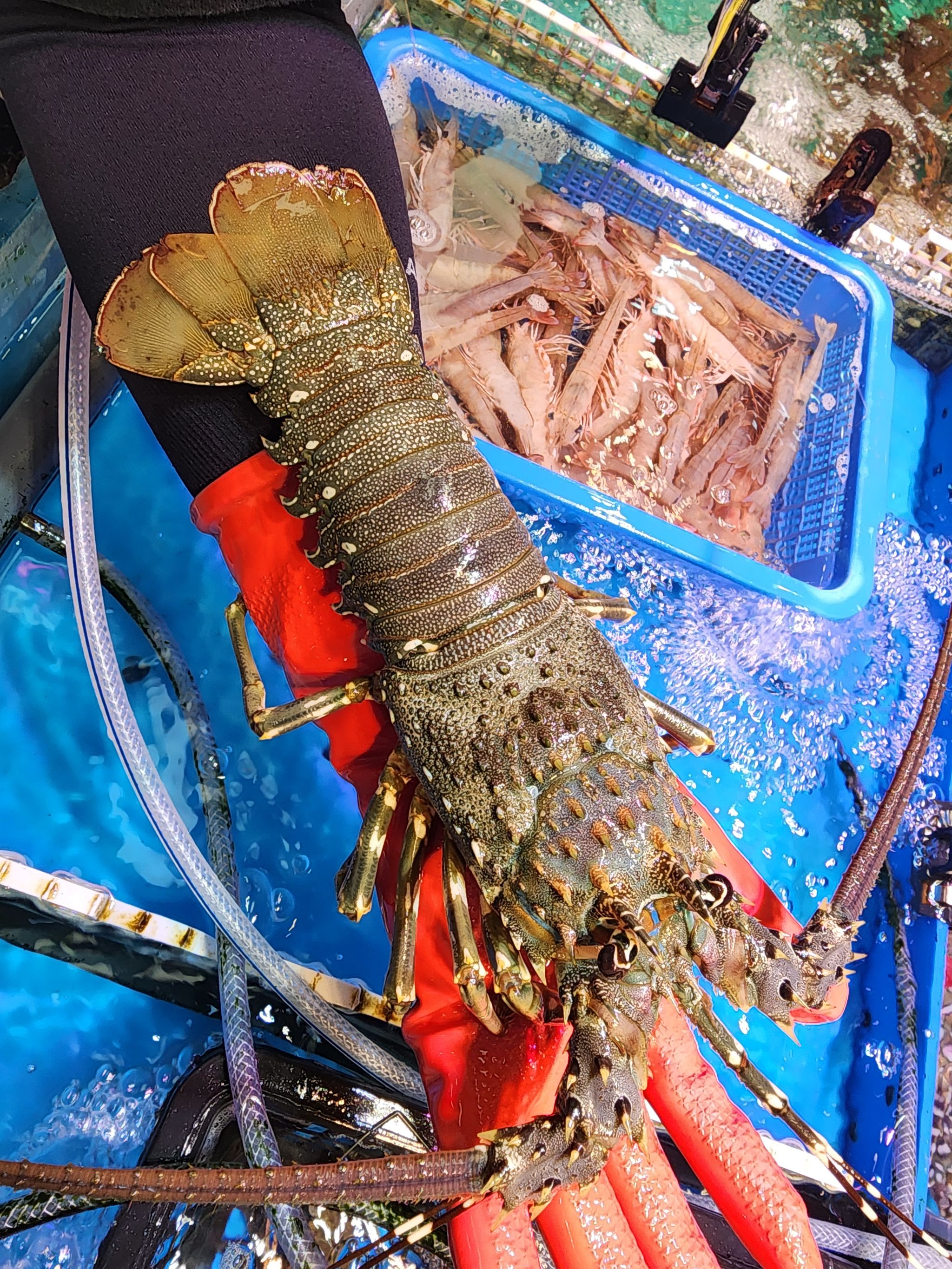 本地青龍🦞（約11~12兩）（隻）_0