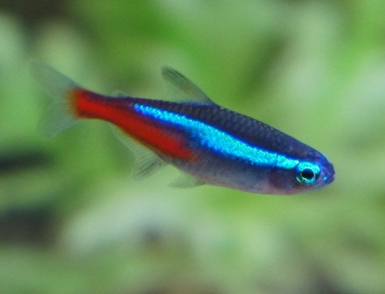 Neon Tetra_0