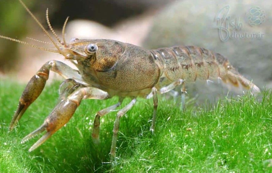 Dwarf Crayfish Bronze_0