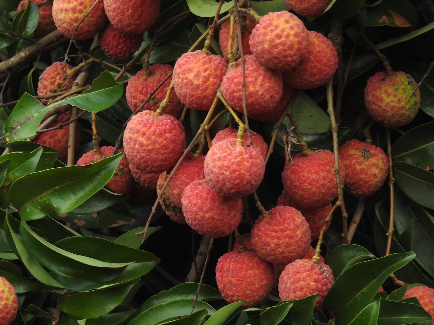 Litchi punnet _0