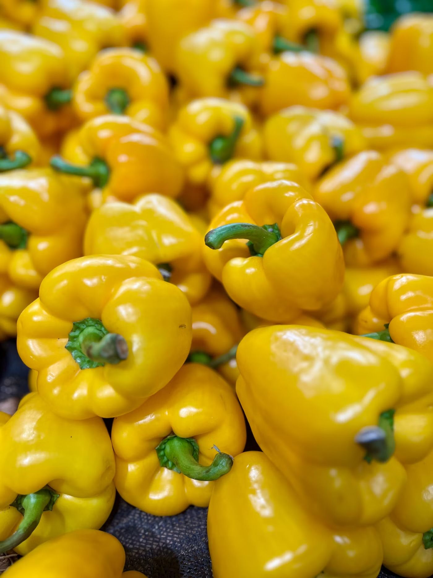 Yellow Pepper_0