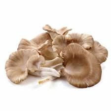 Oyster Mushroom_0