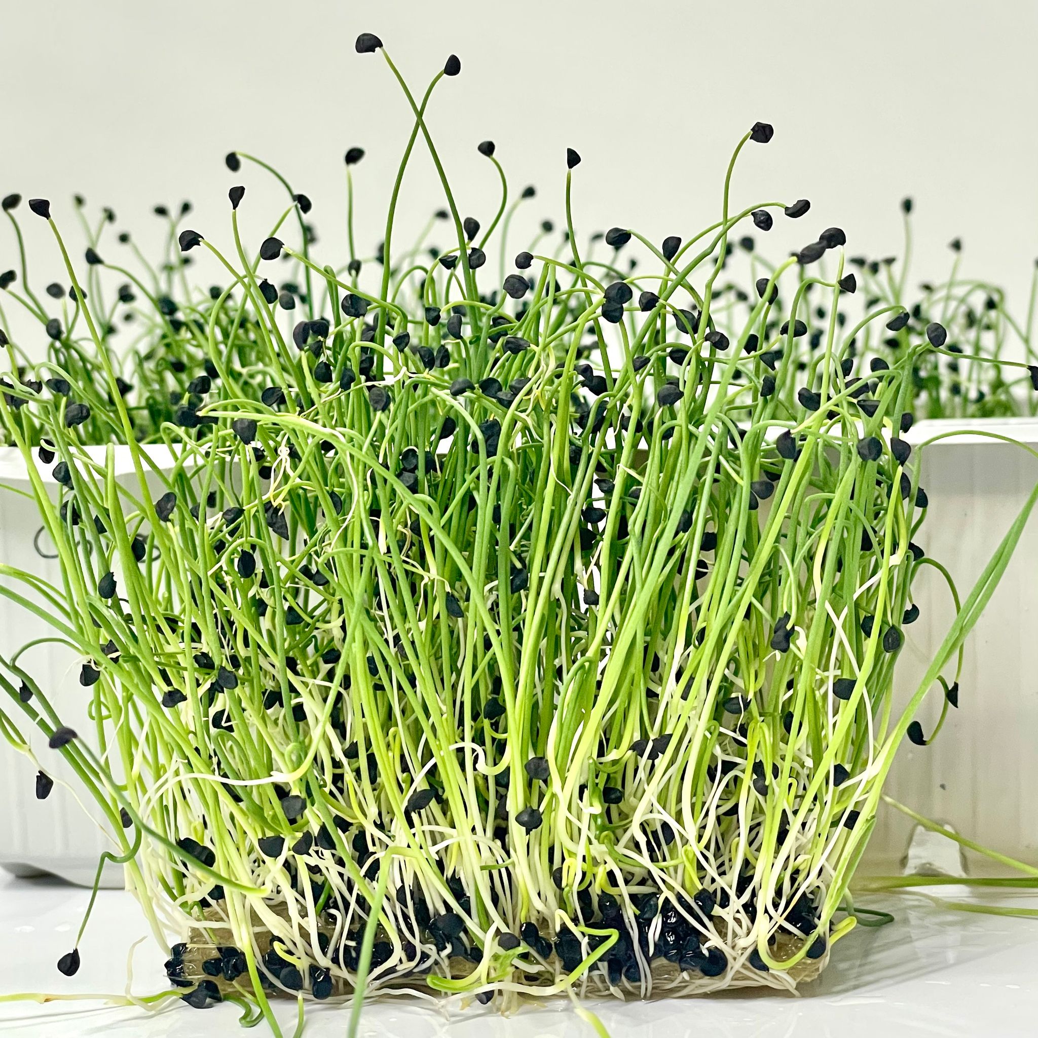 Chives (Ceapa Verde)_0