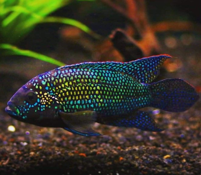 Jack Dempsey cichlid_0