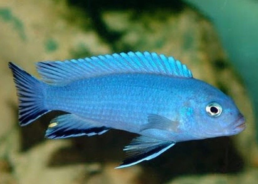 Cobalt Cichlid_0