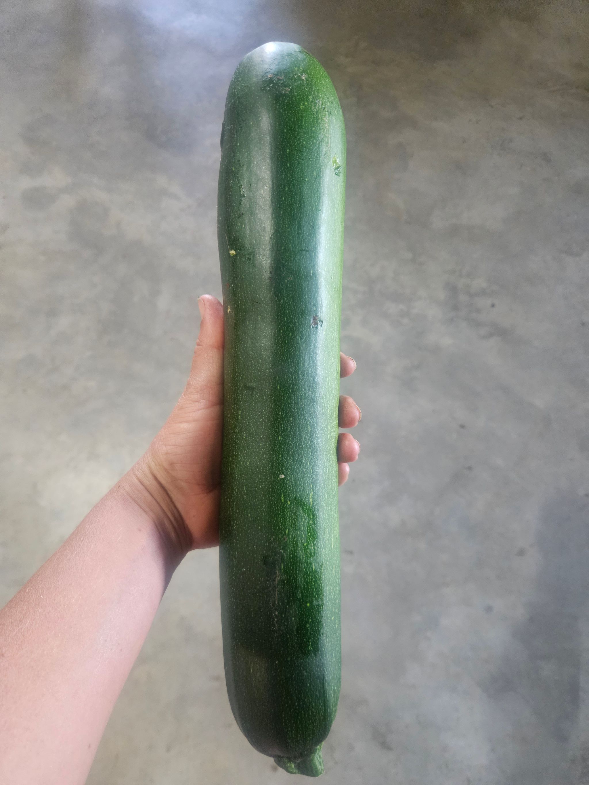 Organic Zucchini_0