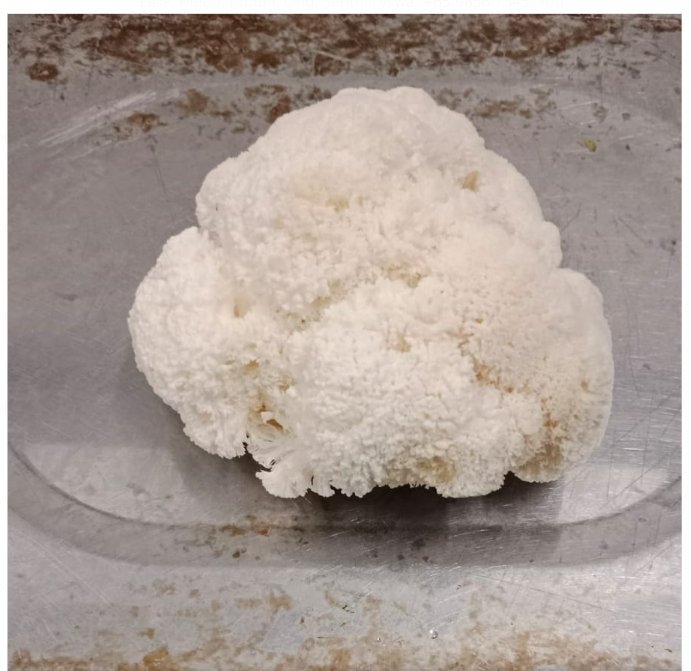 Meod  Fresh Lion’s mane mushrooms (150g)_0