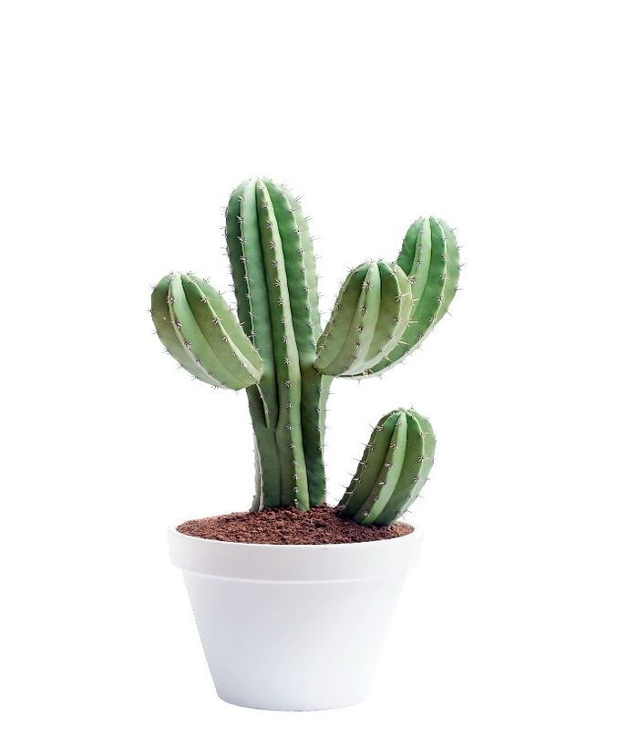 Cactus de Lumina_0