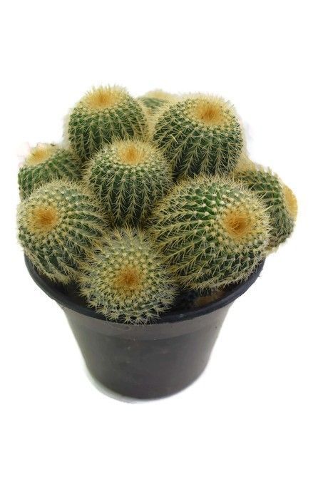 Notocactus Warasii_0