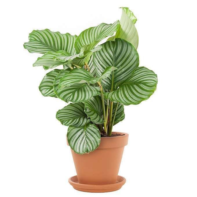 Calathea Orbifolia_0