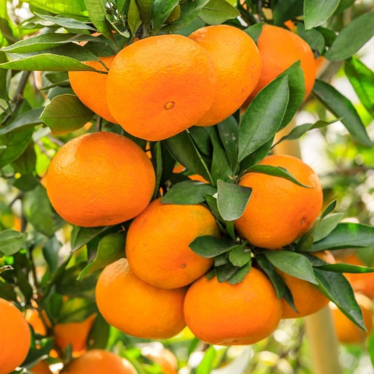 Yellow tangerines_0