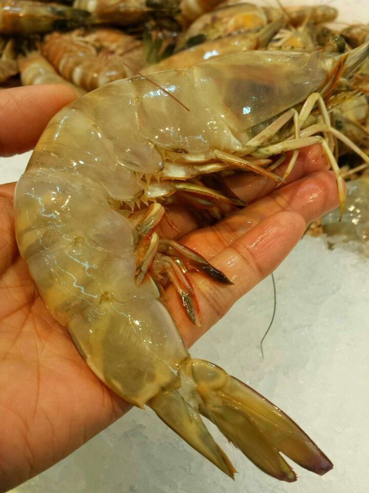 Gambas 🦐_1