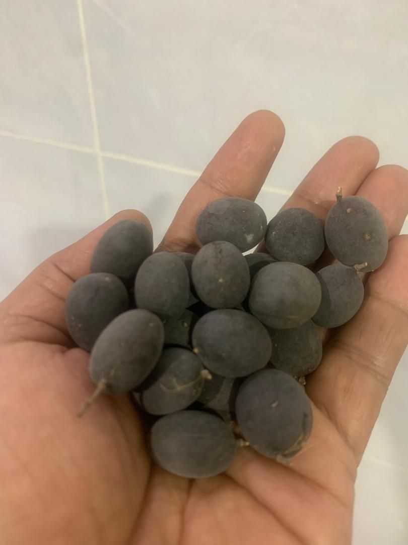 Buah Keranji Kampung 1kg rm27_0