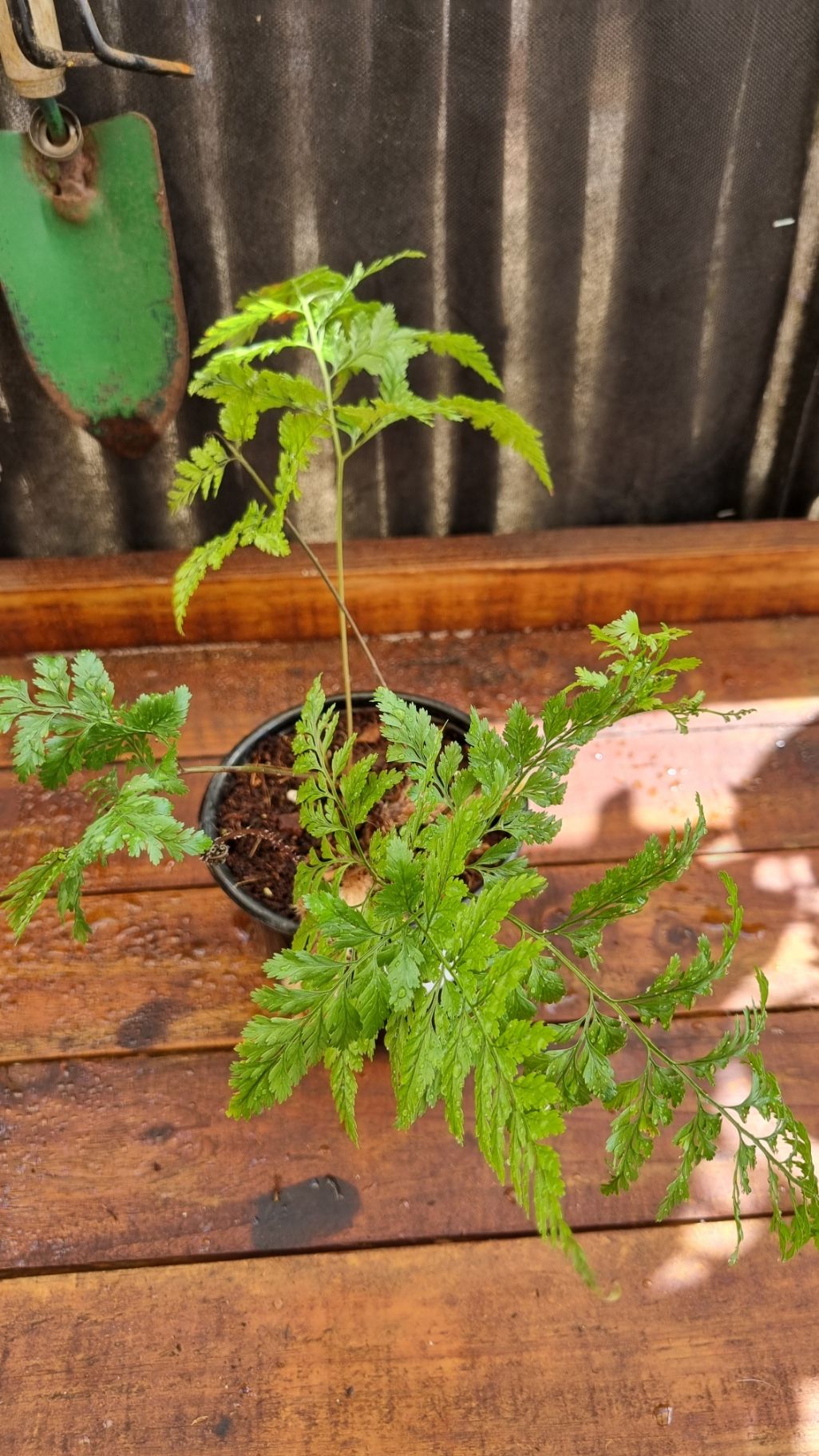 Rabbit's Foot Fern - 12cm _0