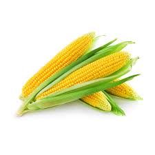 Sweet Corn _0