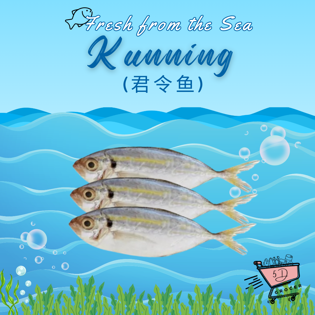 Fresh Kunning Fish 君令鱼 500g/1kg_0