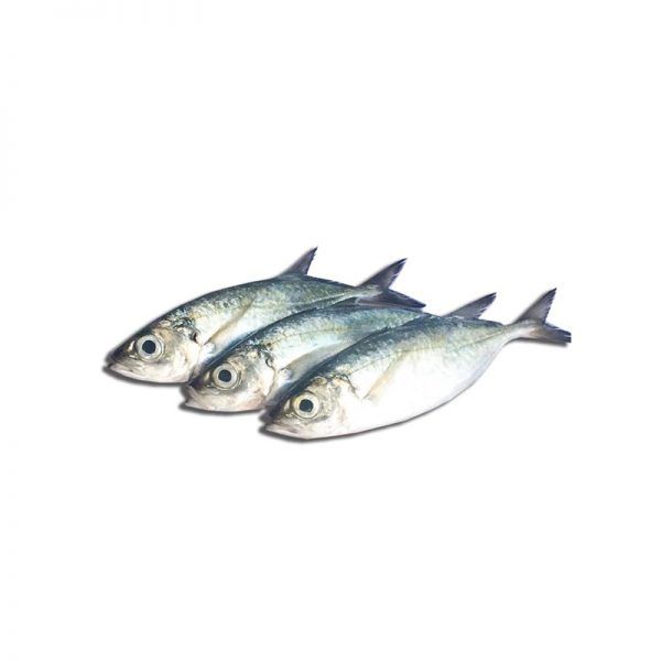 Bolla (Bigeye Scade) _0