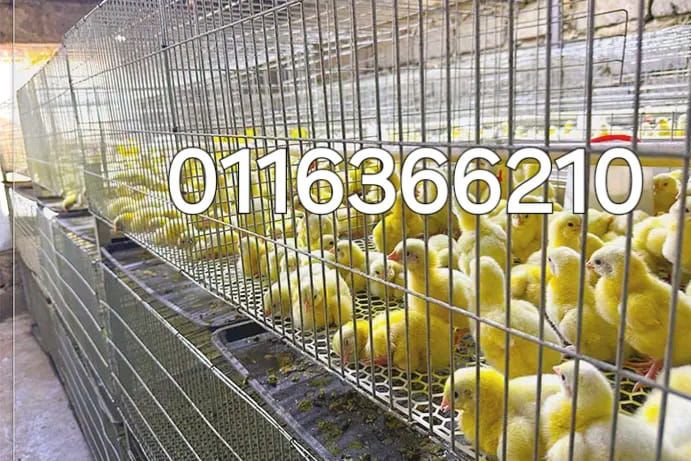 Baby chicks brooder chicken cage_0