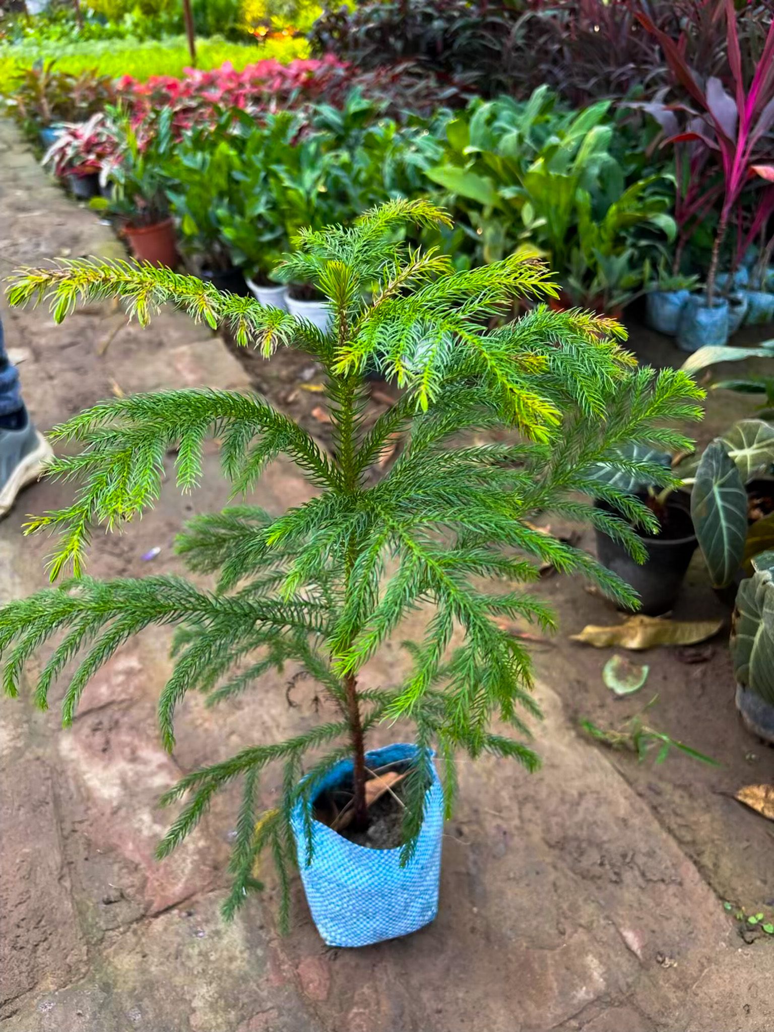 Norfolk Pine Plant_0